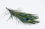 Peacock Eye Feathers - 5pce