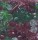 Assorted Plastic Beads - Christmas Transparent