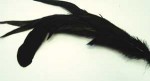 Coq Feathers Full - Black Oil Slick